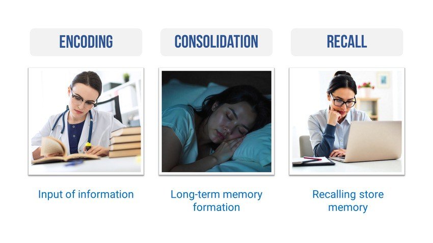 Three stages of memory: a woman studies for MCCQE1 exam preparation (encoding), a woman sleeps (consolidation), and a woman works at her laptop with Ace QBank (recall), each with brief descriptions under the images.